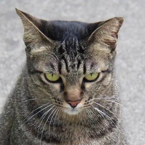 Virtual reality escapades