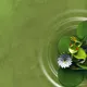 gren