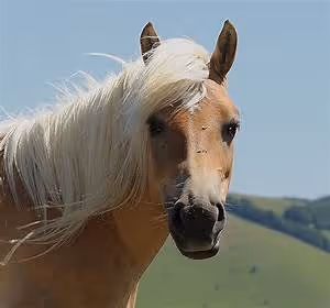 Volunteer travel experiences