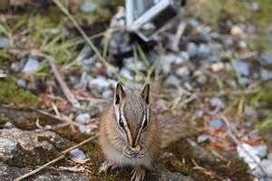 Virtual reality escapades