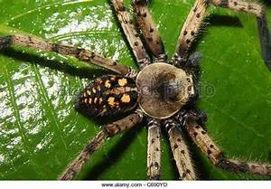 Ancestral traditions safeguarding