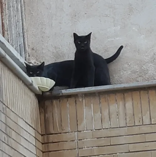 meoww
