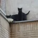 meoww