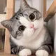 catking