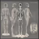 Bones