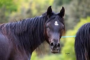 Green lifestyle adoption