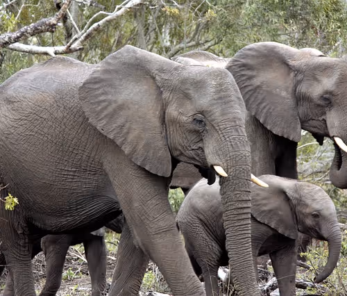 Bungee jumping adventures