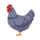 Somchick