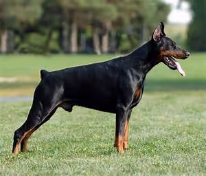 Fitness and wellness regimes