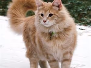 Cycling through landscapes