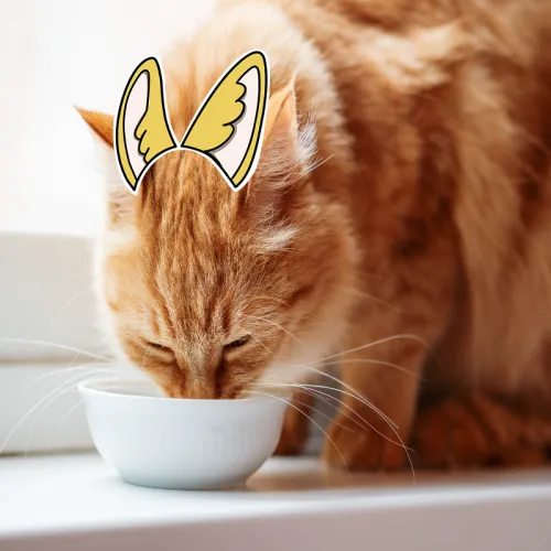 Shy_Sssnacc