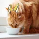 Shy_Sssnacc