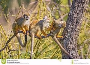 Cosmic wonders discovery