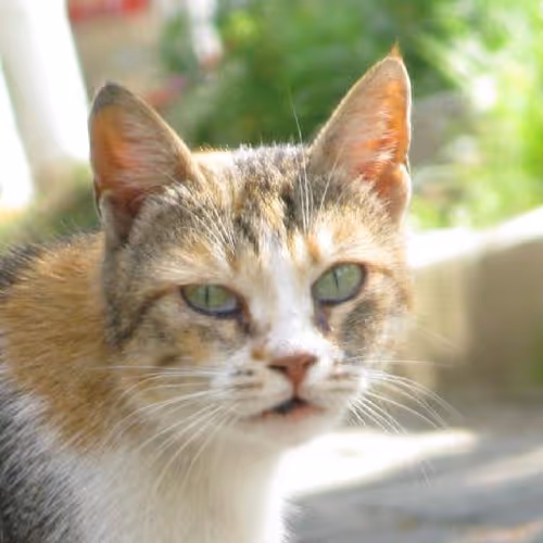 Hot air balloon rides
