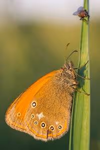 Conflict resolution workshops