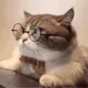 Mew Somnia