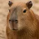 Capybara