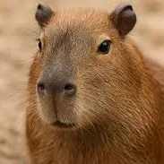Capybara