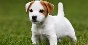 Multicultural immersion journey