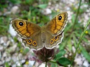 Sacred sites exploration