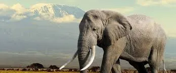 Team building retreats