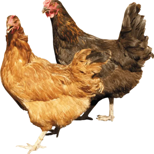 CHICKEN41