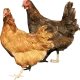 CHICKEN41