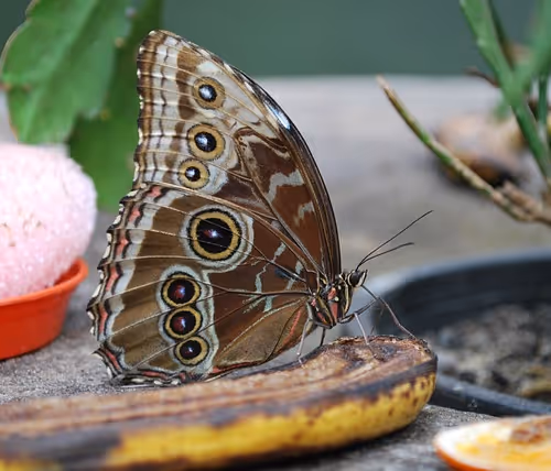 Environmental conservation efforts