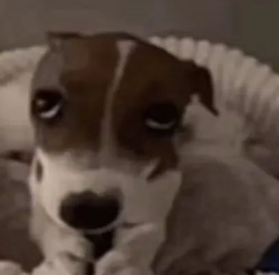 dog meme