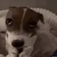 dog meme