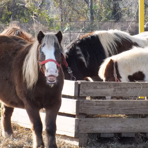 Ancient martial arts mastery