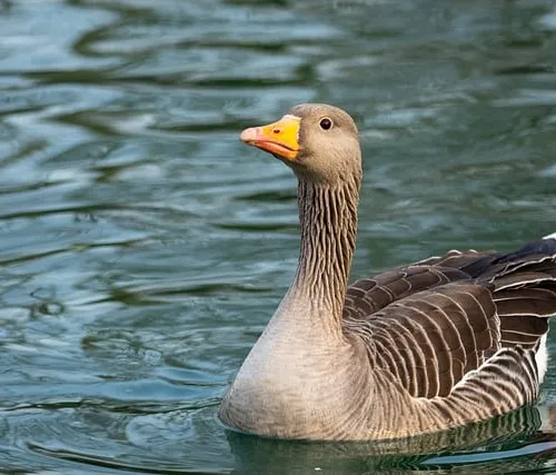 Duck