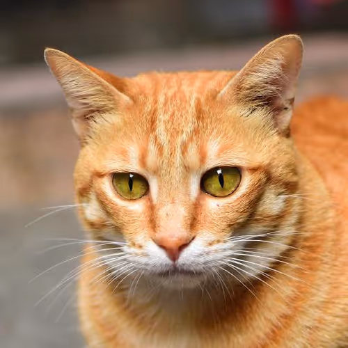 Artificial intelligence advancements