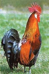 Ayurvedic healing therapies