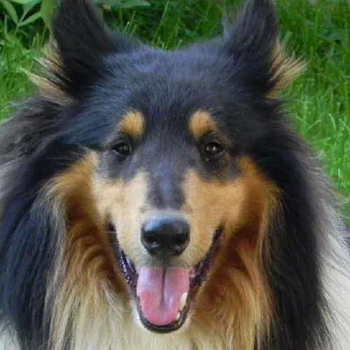 Cultural immersion homestays