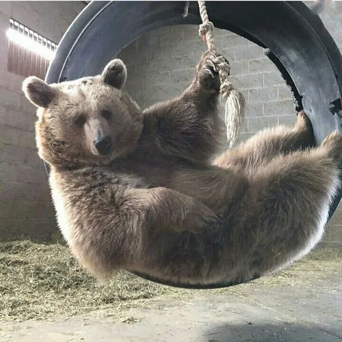 AlexBear