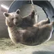 AlexBear