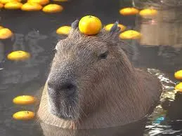 mandacapy