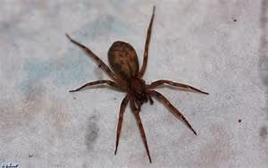 Inspiring artistic endeavors