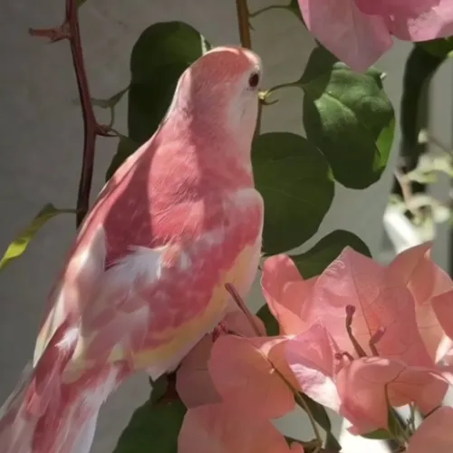 Bird