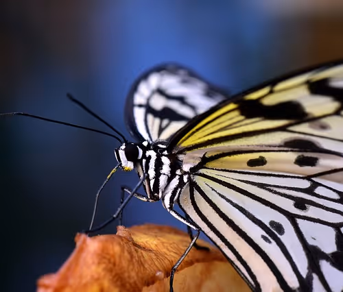 Self-growth empowerment