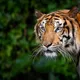 tigra