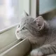 somicutecat