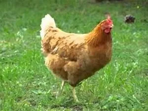 Living with local families