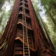 wooden library