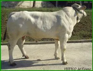 Ecotourism adventures abroad