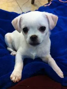 Culinary delights exploration