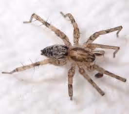 Harmony in diversity