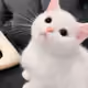 GYJFJFJ
