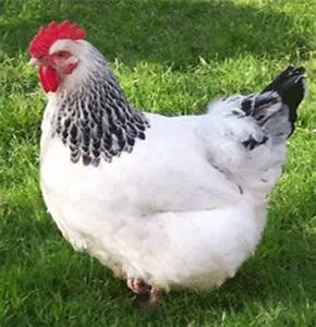 Gender equality advocacy